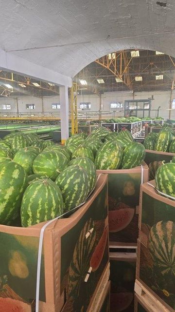 Fresh Moroccan Watermelon - Image 3
